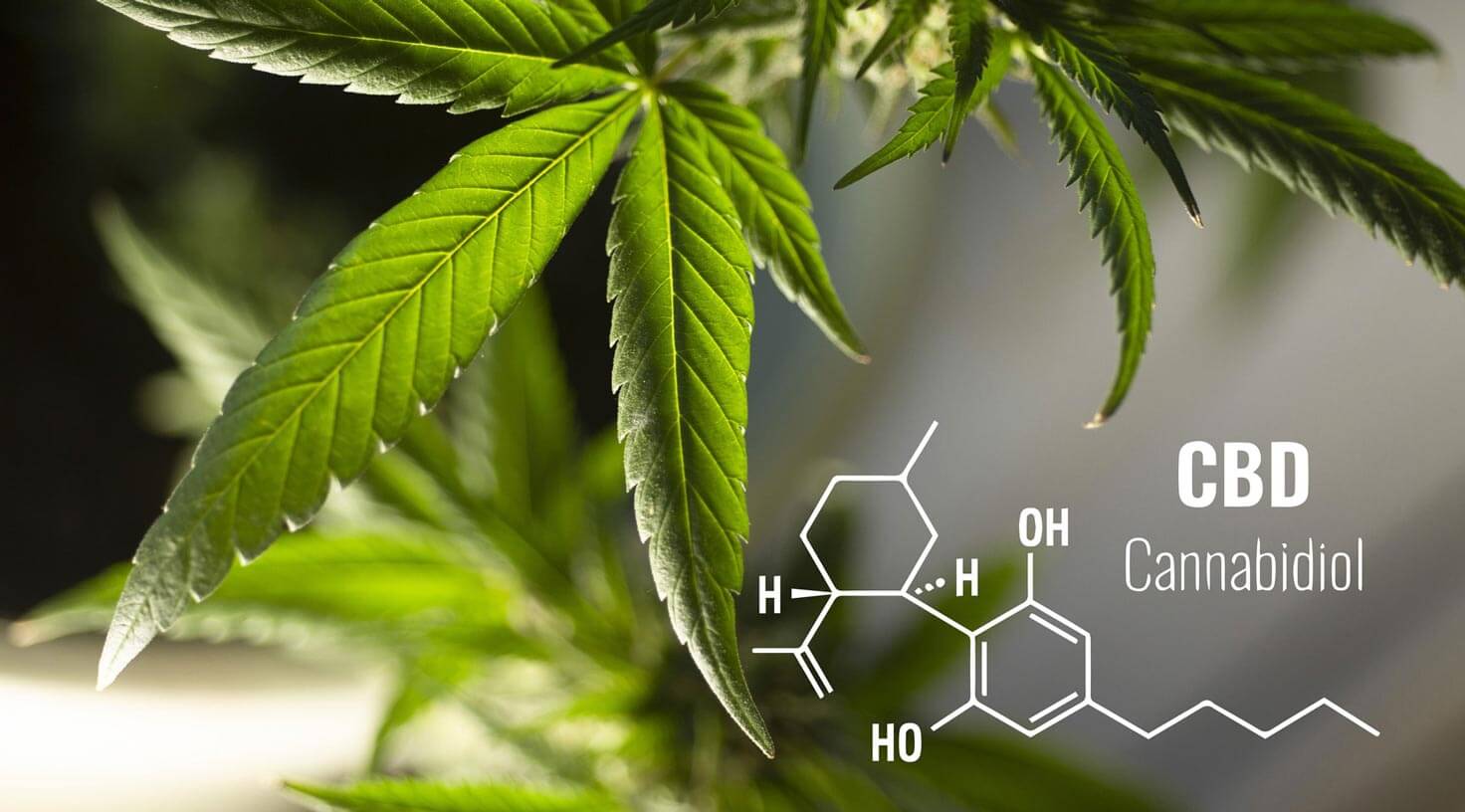 Die Wissenschaft hinter CBD: Nutzen und Risiken